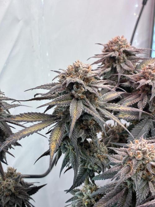 3 Cherry Poppers, mainlining,. Week 17