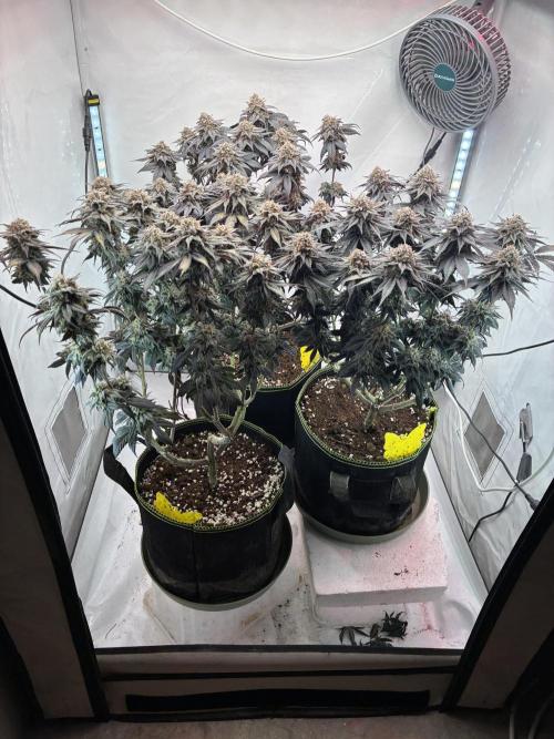 3 Cherry Poppers, mainlining,. Week 17