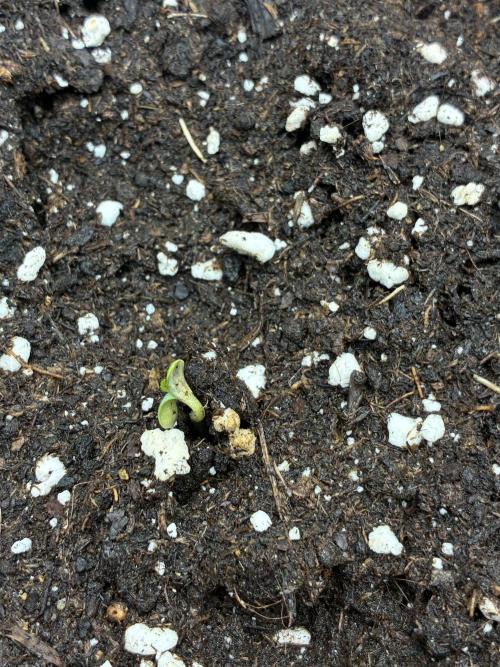 Tropicanna Poison F1 Fast Version. Week 2