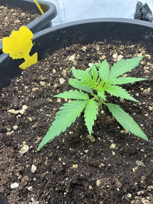 Tropicanna Poison F1 FF Mainline. Week 2