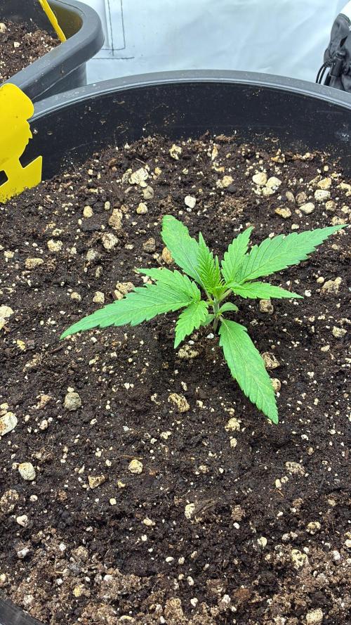 Tropicanna Poison F1 FF Mainline. Week 2