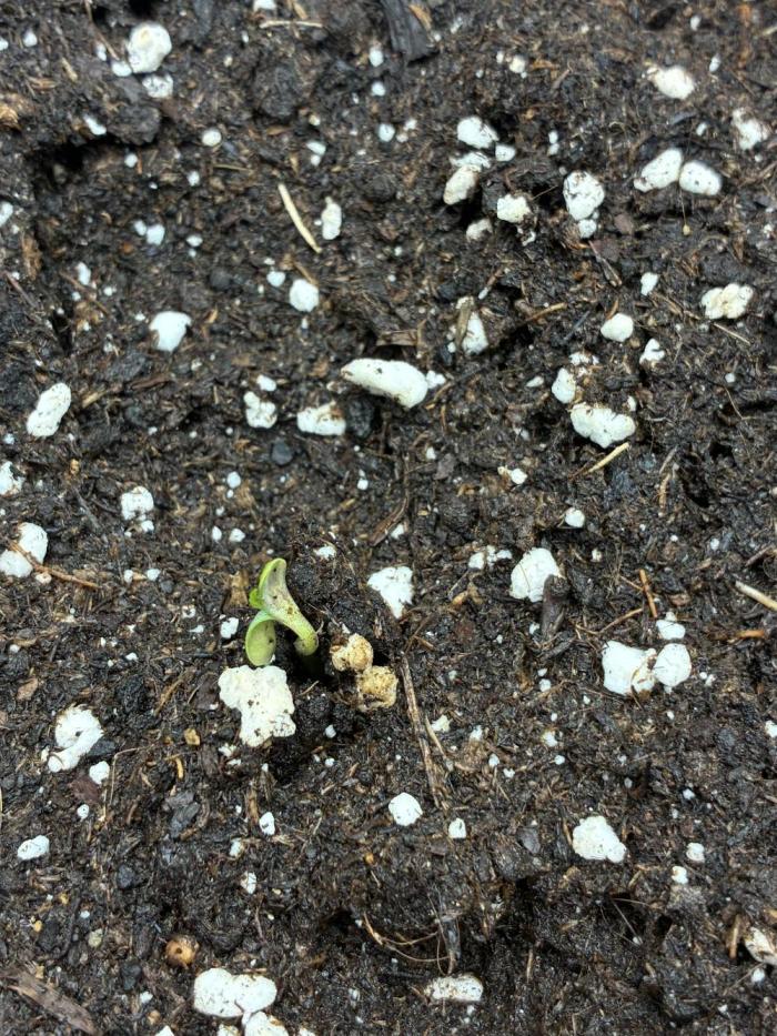 Tropicanna Poison F1 FF Mainline. Week 1