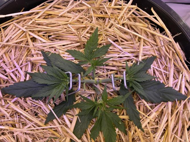 Tropicanna Poison F1 FF Mainline. Week 3