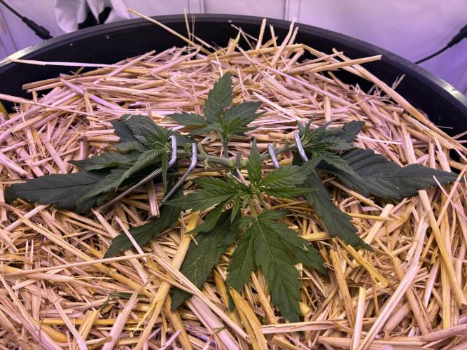 Tropicanna Poison F1 FF Mainline. Week 3
