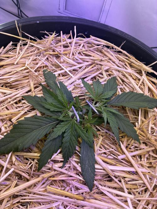 Tropicanna Poison F1 Fast Version. Week 3