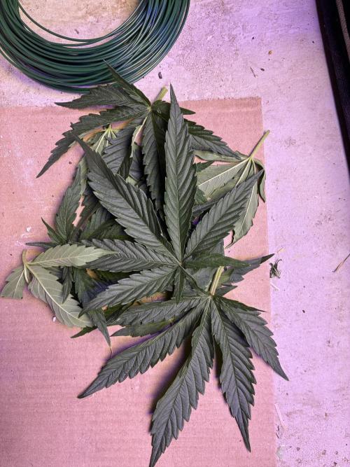 Tropicanna Poison F1 FF Mainline. Week 4