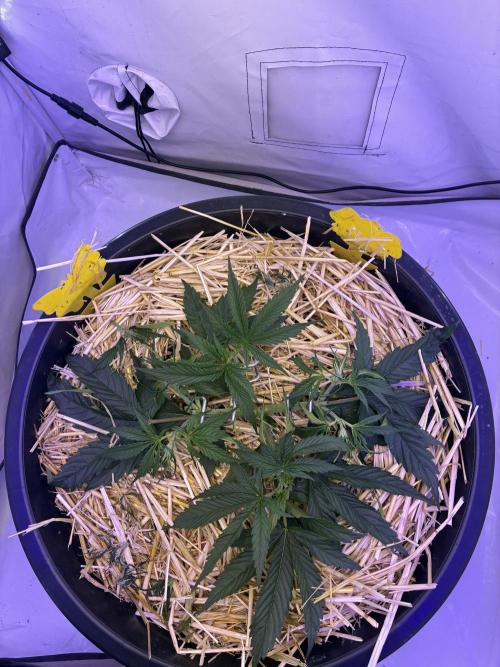 Tropicanna Poison F1 FF Mainline. Week 4