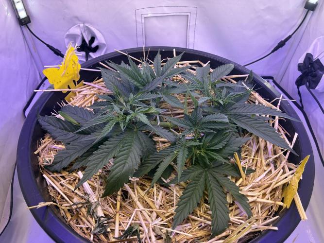 Tropicanna Poison F1 FF Mainline. Week 4