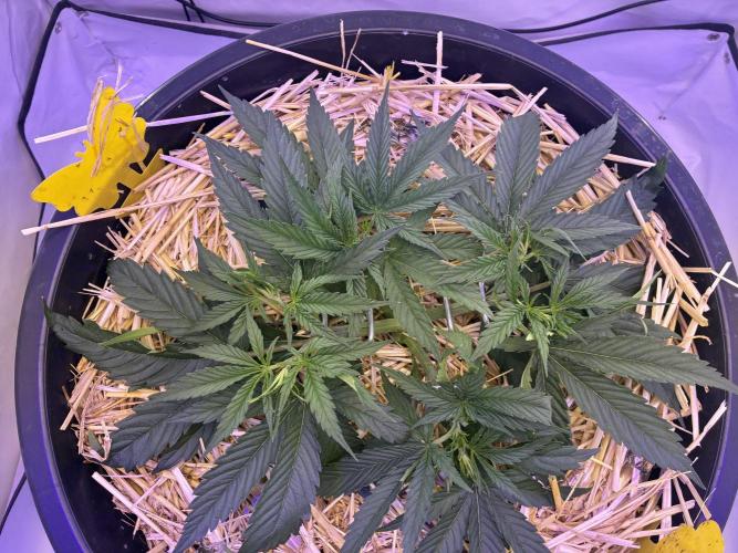 Tropicanna Poison F1 Fast Version. Week 4