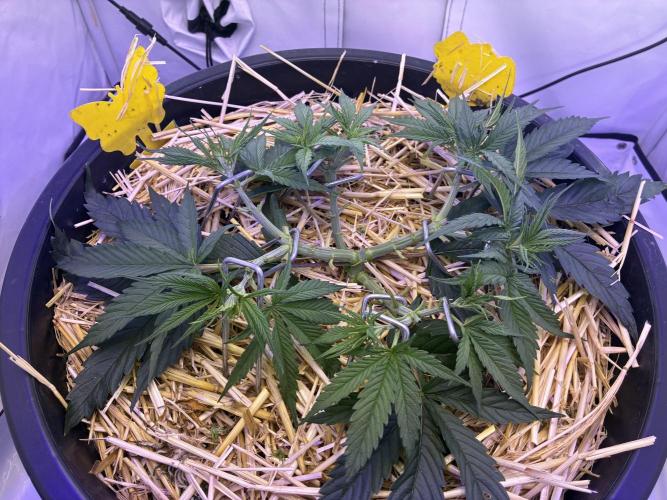 Tropicanna Poison F1 FF Mainline. Week 5