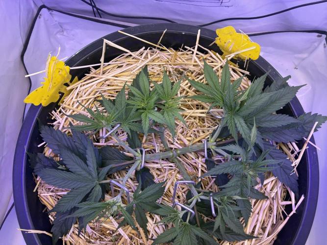 Tropicanna Poison F1 FF Mainline. Week 5
