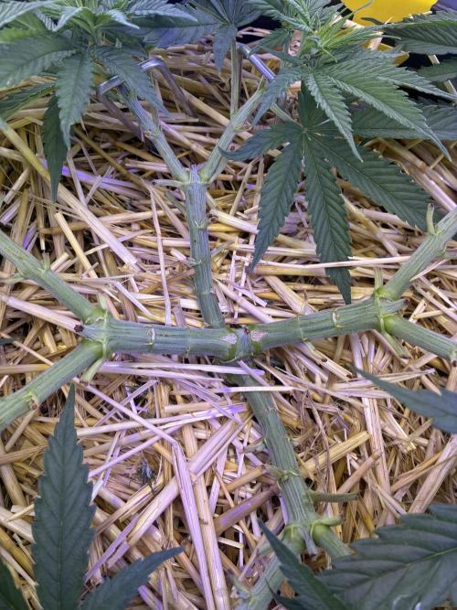 Tropicanna Poison F1 FF Mainline. Week 6