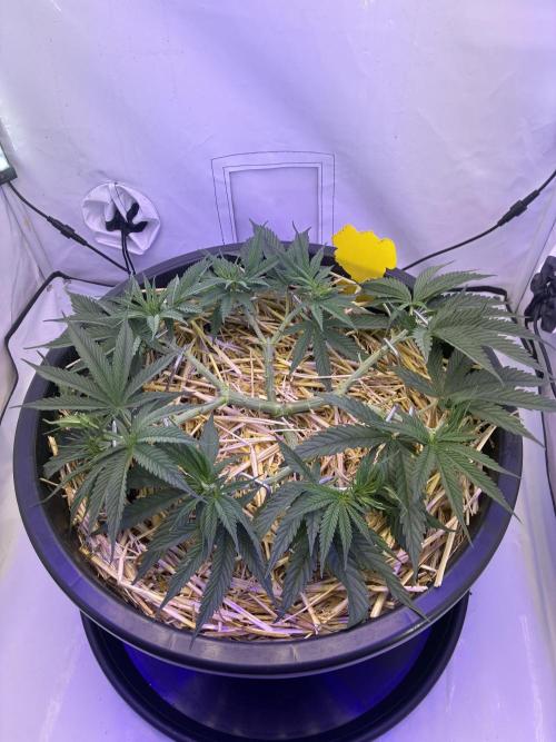 Tropicanna Poison F1 FF Mainline. Week 6