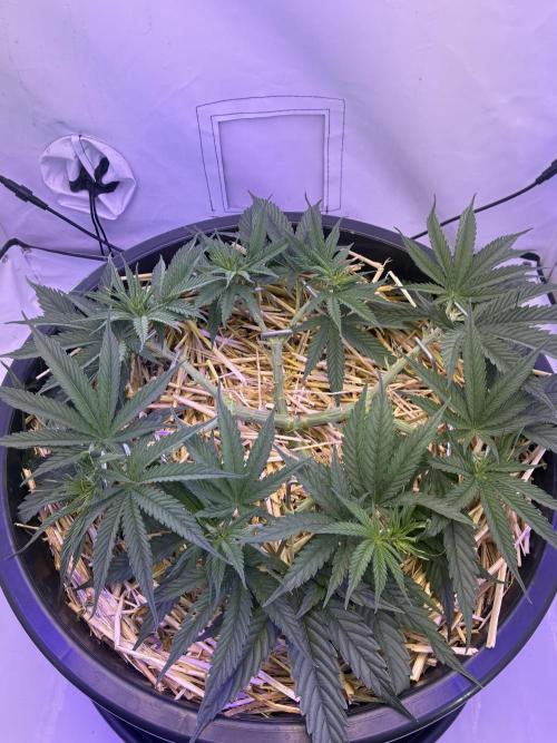 Tropicanna Poison F1 Fast Version. Week 6