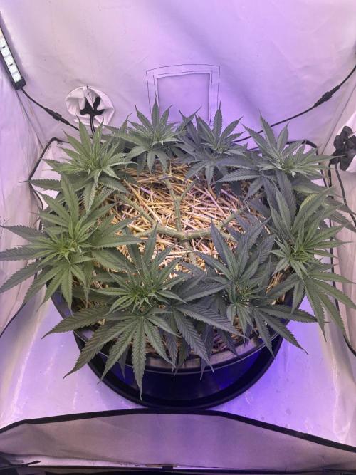 Tropicanna Poison F1 Fast Version. Week 7