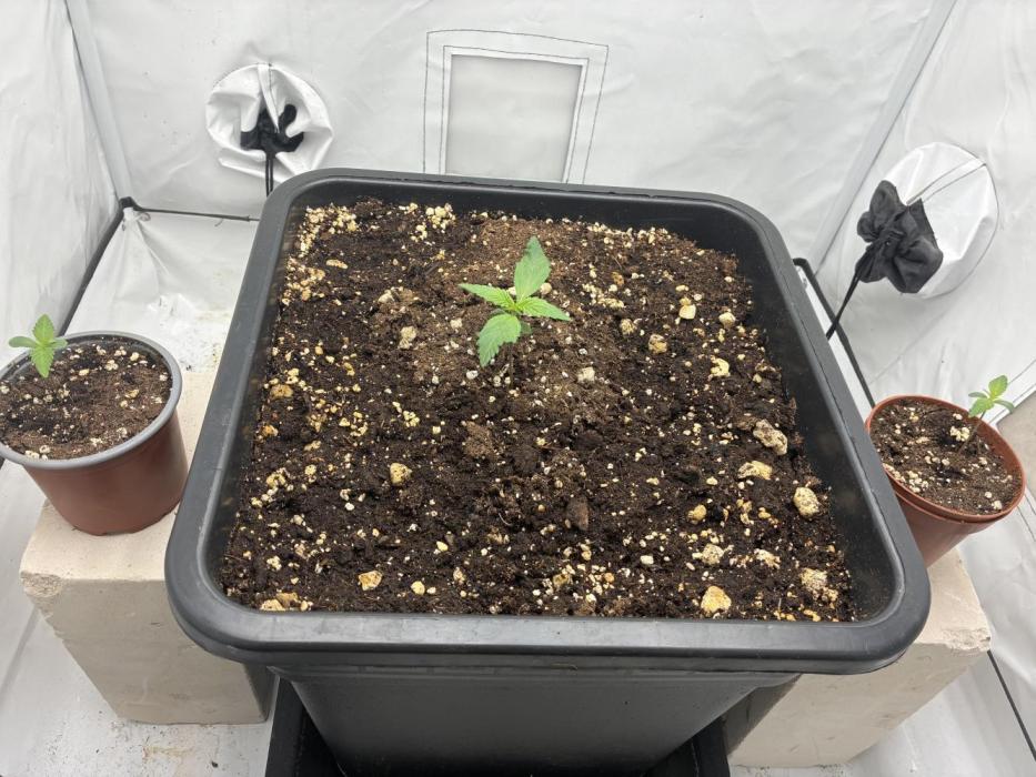Strawberry Gorilla Outdoor. Week 0