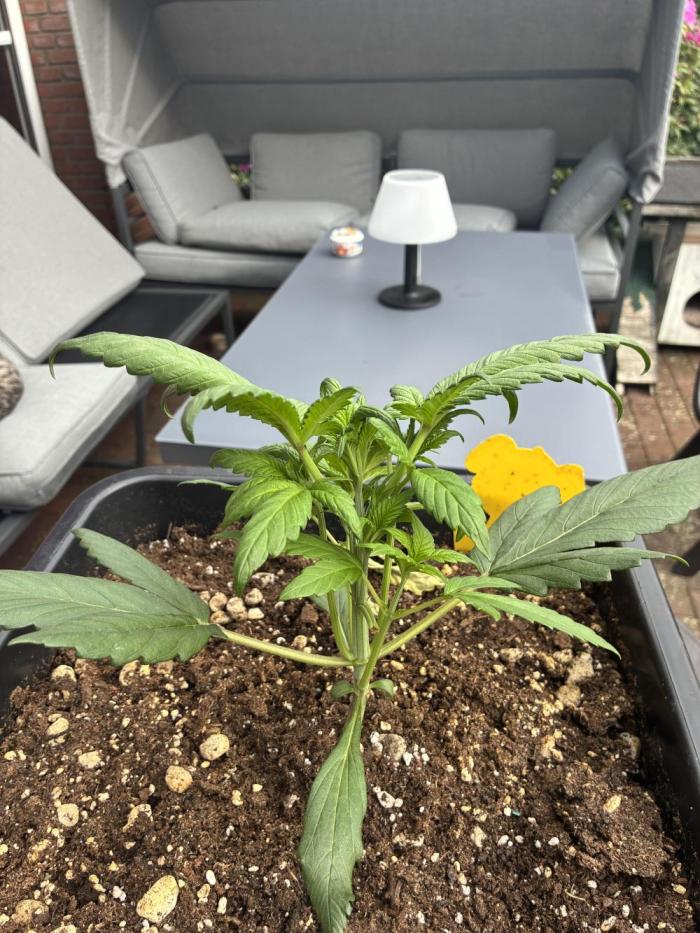 Strawberry Gorilla Outdoor. Week 2