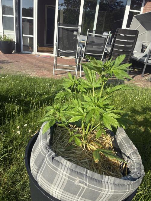 Strawberry Gorilla Auto. Week 4