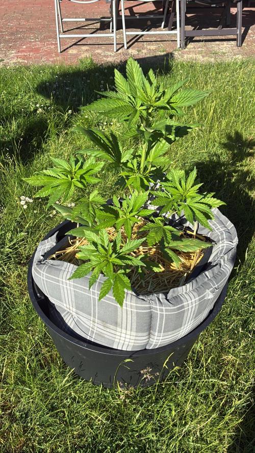 Strawberry Gorilla Outdoor. Week 5