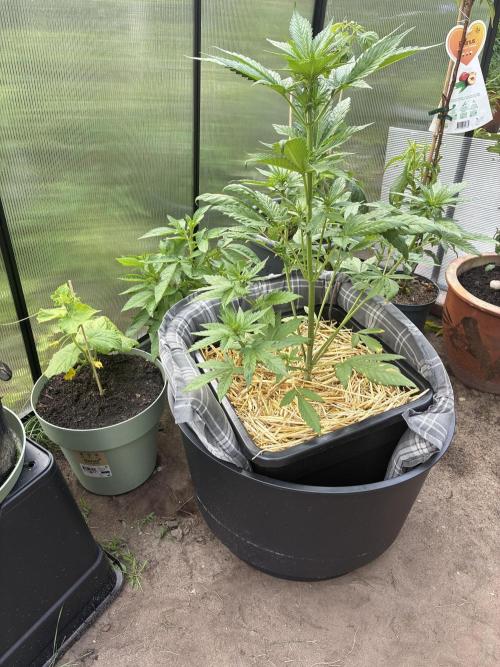 Strawberry Gorilla Outdoor. Week 5