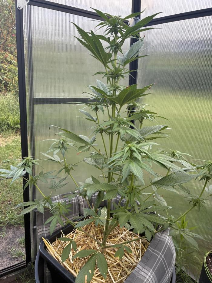 Strawberry Gorilla Outdoor. Week 6
