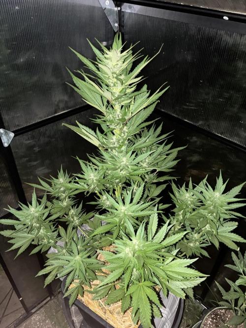 Strawberry Gorilla Auto. Week 8