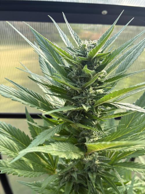 Strawberry Gorilla Outdoor. Week 9