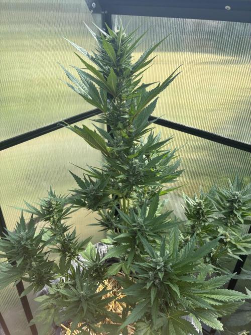Strawberry Gorilla Outdoor. Week 9