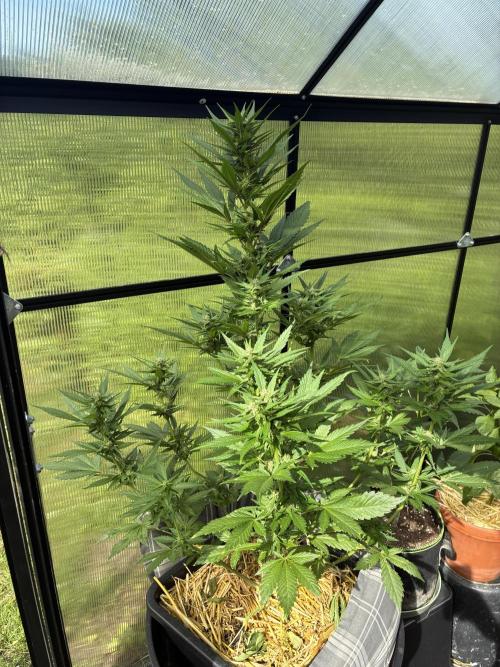 Strawberry Gorilla Outdoor. Week 8