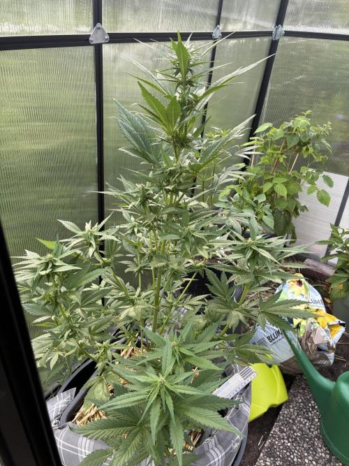 Strawberry Gorilla Outdoor. Week 7
