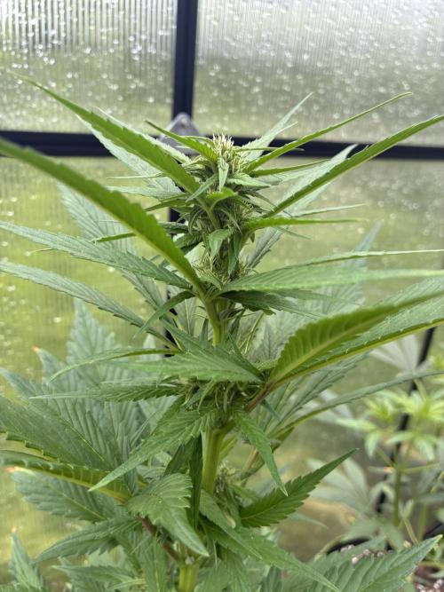 Strawberry Gorilla Outdoor. Week 7