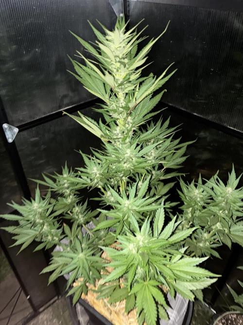Strawberry Gorilla Outdoor. Week 8