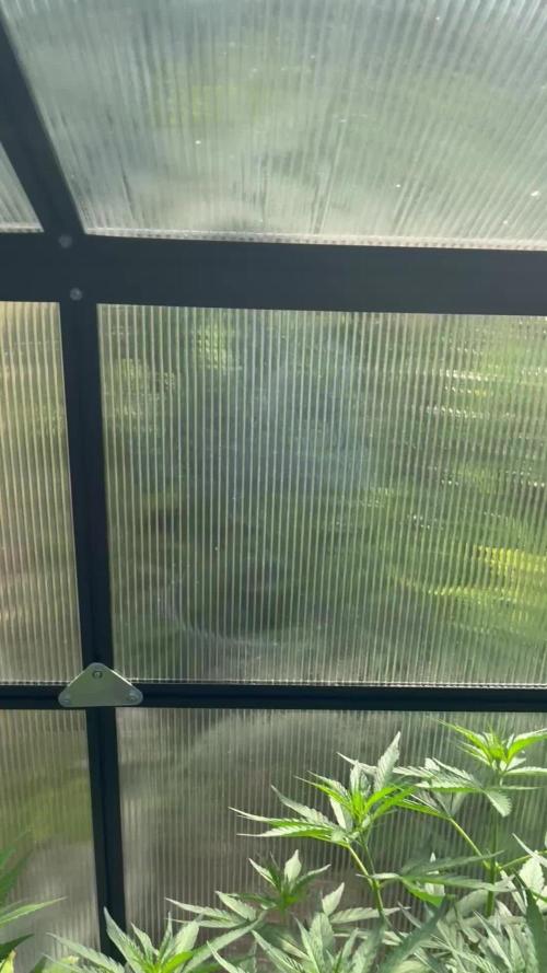 Strawberry Gorilla Outdoor