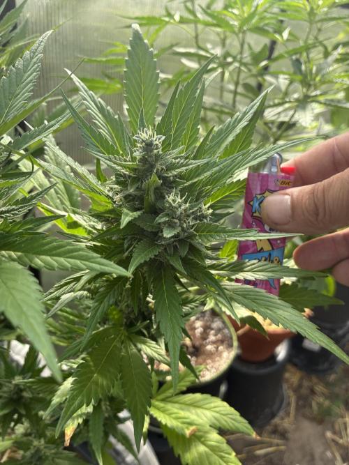 Strawberry Gorilla Outdoor. Week 10