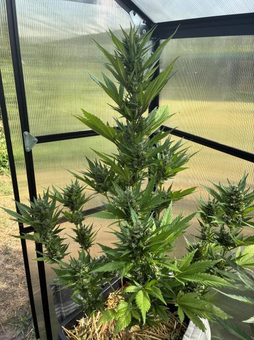 Strawberry Gorilla Outdoor. Week 10