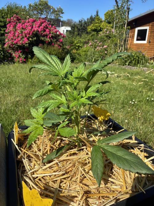 Strawberry Gorilla Outdoor. Week 3