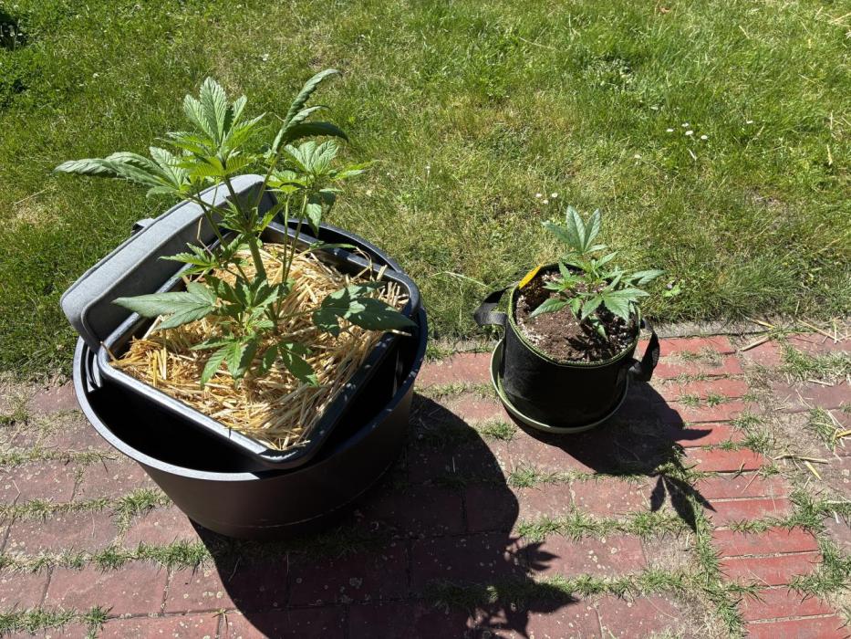 Strawberry Gorilla Outdoor. Week 4