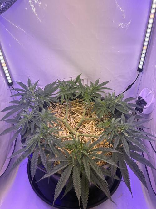 Tropicanna Poison F1 FF Mainline. Week 8