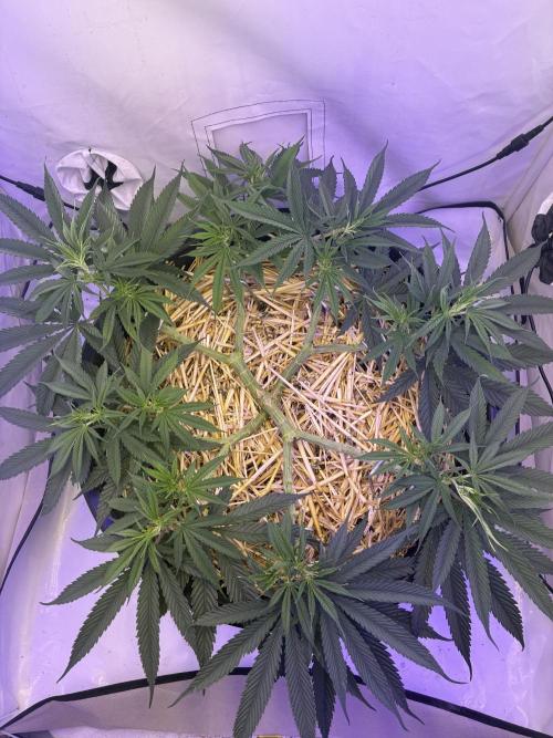Tropicanna Poison F1 FF Mainline. Week 8