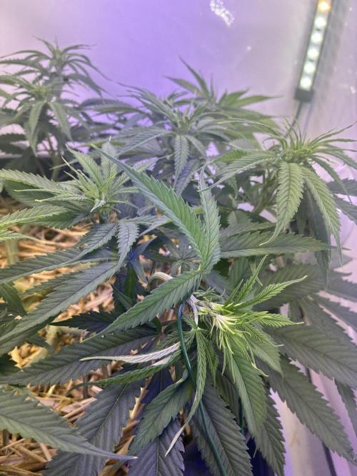 Tropicanna Poison F1 FF Mainline. Week 10