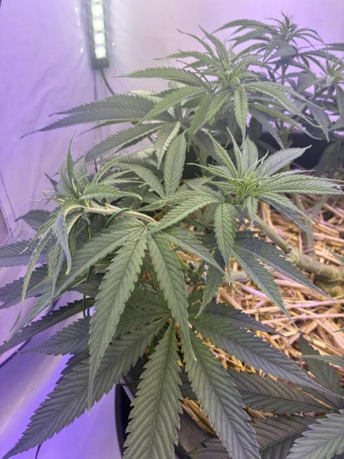 Tropicanna Poison F1 FF Mainline. Week 10