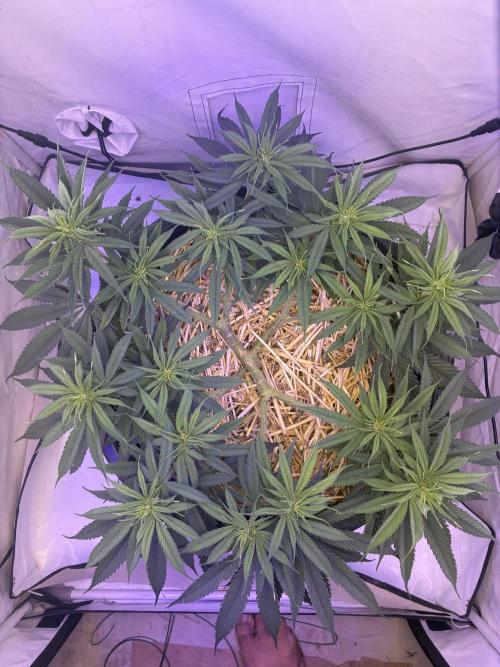 Tropicanna Poison F1 FF Mainline. Week 10