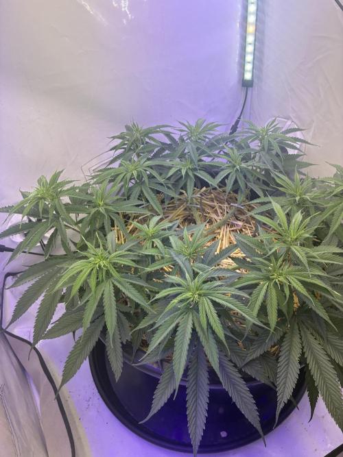 Tropicanna Poison F1 FF Mainline. Week 10