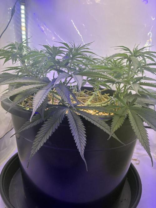 Tropicanna Poison F1 FF Mainline. Week 10