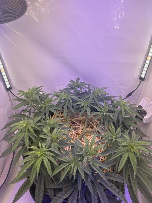 Tropicanna Poison F1 Fast Version. Week 10