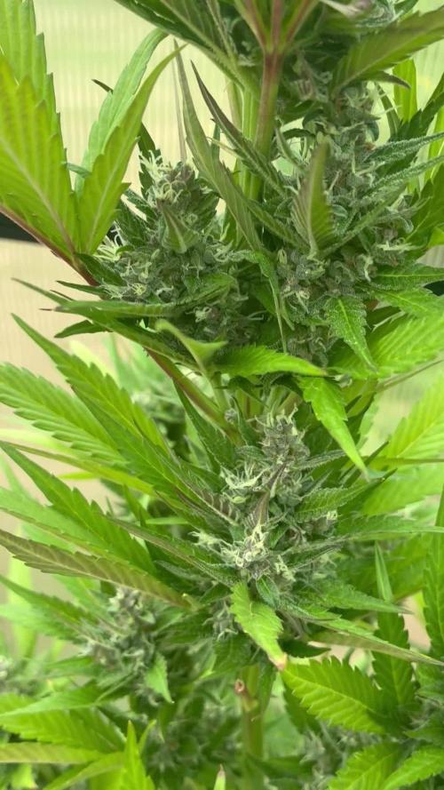 Strawberry Gorilla Outdoor, Germany