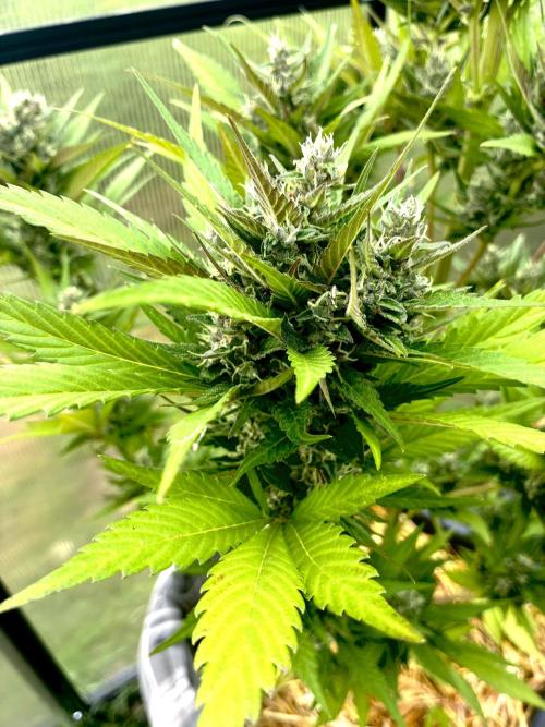 Strawberry Gorilla Outdoor, Germany. Week 11