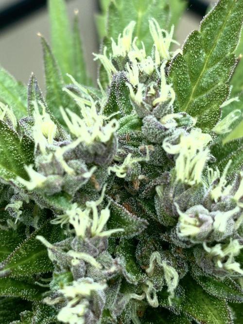 Strawberry Gorilla Outdoor, Germany. Week 11