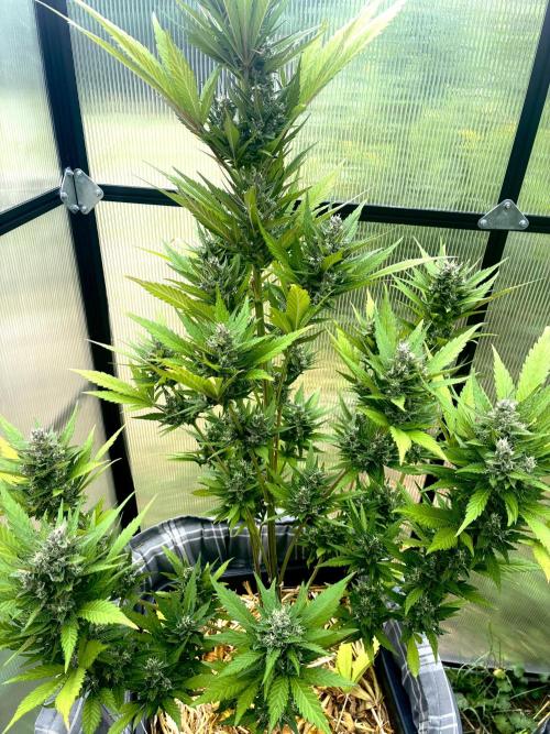 Strawberry Gorilla Outdoor, Germany. Week 11