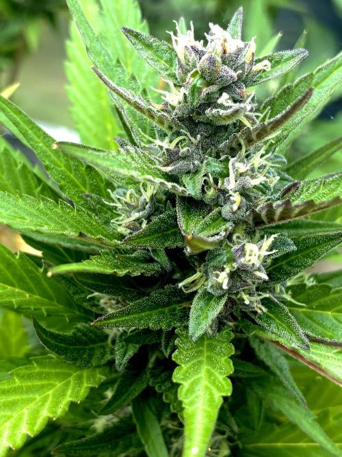 Strawberry Gorilla Outdoor, Germany. Week 11